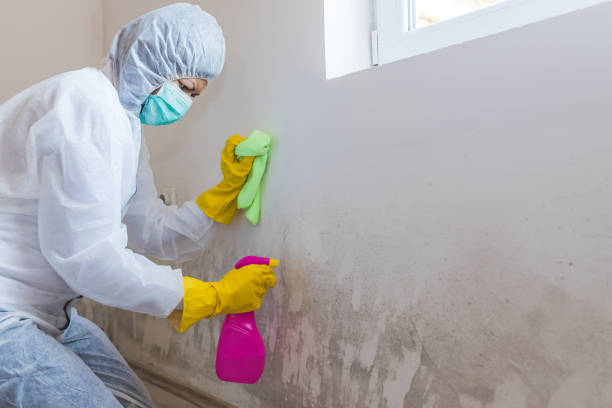 Reliable Pawhuska, OK Mold Removal & Remediation Solutions