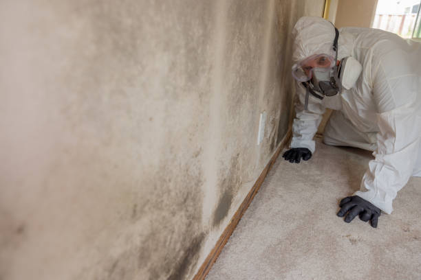 Best Mold Damage Restoration  in Pawhuska, OK